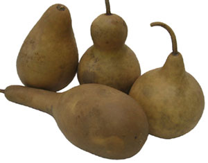 MINI GOURD