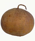 Bushel Basket Gourd