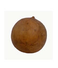 Cannonball Gourd