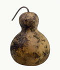 Chinese Bottle Gourd