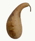 Penguin or Powderhorn Gourd