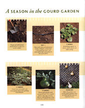 Gourds in Your Garden